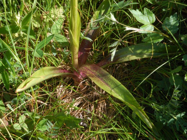 Un''orchidea bella grossa da determinare